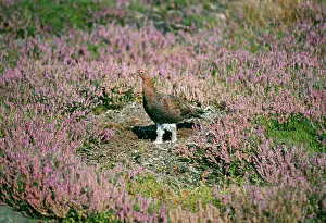 Nancy Jennings: RED GROUSE in Ling / heather