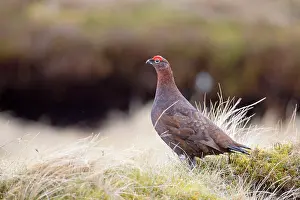 Grouses: Red Grouse - male
