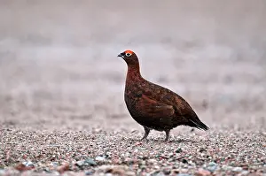 Scoticus: Red Grouse - male