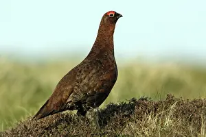 Scoticus: Red Grouse - Male on alert