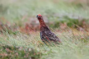 Scoticus: Red Grouse - male calling on moorland