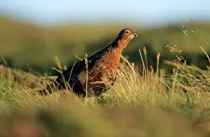 Scoticus: Red GROUSE - male calling on moorland