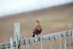 Grouses: Red Grouse - male on fence