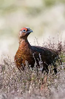 Scoticus: Red Grouse - male in heather
