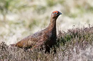 Scoticus: Red Grouse - male in heather