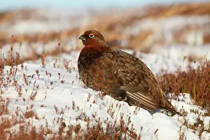 Guy Rogers: Red Grouse - male amongst heather in winter snow - February