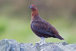 Scoticus: Red Grouse - male perched on dry stone wall