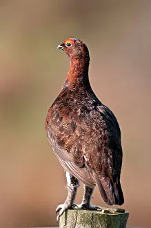 Scoticus: Red Grouse - male perched on fence post