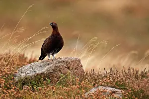 Scoticus: Red Grouse - male standing on boulder in rain surrounded