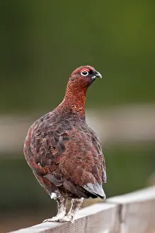 Scoticus: Red Grouse - male standing on fence