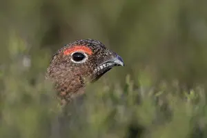 Scoticus: Red Grouse - Male - Yorkshire - UK