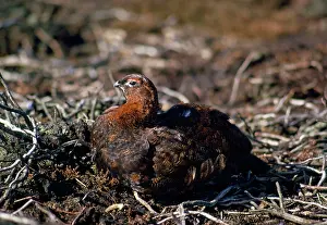 Scoticus: RED GROUSE - on nest