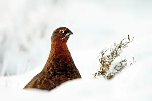 Roy Glen: Red Grouse - portrait of male grouse in snow