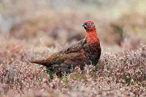 Scoticus: Red Grouse, Scottish Grouse (Lagopus lagopus scoticus)