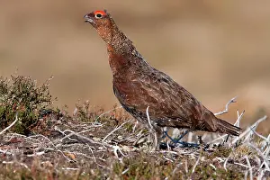 David Kilbey: Red grouse - Single adult male calling