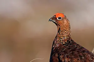 David Kilbey: Red Grouse - Single adult male looking at the camera