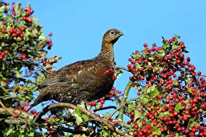 Scoticus: Red Grouse - sitting in white thorn tree with ripened