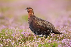 Grouses: Red Grouse - standing in flowering heather on the