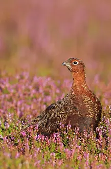 Grouses: Red Grouse - standing amongst heather in early