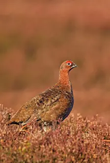 Scoticus: Red Grouse - standing amongst the heather in early