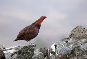 Scoticus: Red Grouse - standing on a lichen covered wall