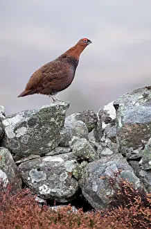 Scoticus: Red Grouse - standing on a lichen covered wall