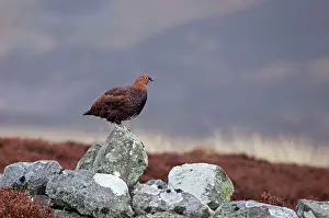 Scoticus: Red Grouse - standing on old stone wall