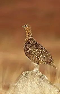 Scoticus: Red Grouse - standing on a rock in moorland - February