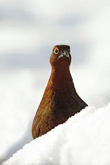 Scotica: Red Grouse - vertical portrait of male grouse in snow