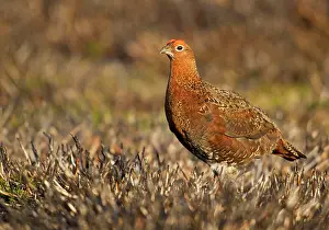 Fires: Red Grouse - walking through burnt heather - August