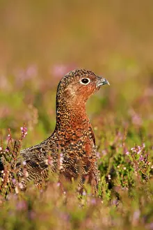 Scoticus: Red Grouse - walking through heather - August