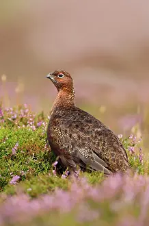 Scoticus: Red Grouse - walking through heather - August
