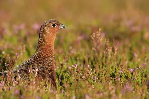 Scoticus: Red Grouse - walking through heather close up - August