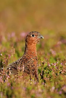 Scoticus: Red Grouse - walking through heather close up - August