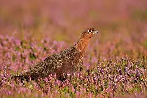 Scoticus: Red Grouse - walking through heather in early morning