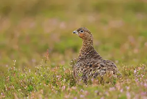 Scoticus: Red Grouse - walking through heather - Female - August