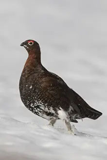 170518: Red Grouse, Willow Grouse - adult cock - Cairngorms