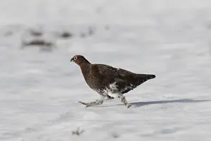 170518: Red Grouse, Willow Grouse - adult cock - Cairngorms