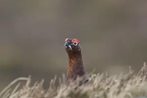 Scotica: Red Grouse, Willow Grouse - male - Scotland