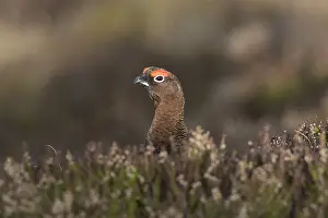 Scotica: Red Grouse, Willow Grouse - male - Scotland