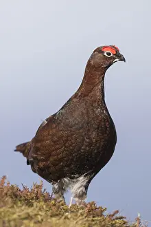 Scotica: Red Grouse, Willow Grouse - male - Scotland