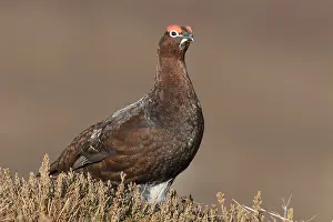 Scotica: Red Grouse, Willow Grouse - male - Scotland