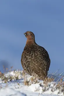 Scotica: Red Grouse, Willow Grouse - male in snow - Scotland