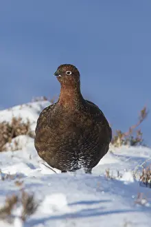 Scotica: Red Grouse, Willow Grouse - male in snow - Scotland
