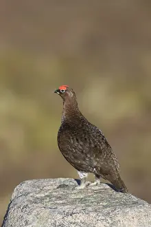 Lagopus: Red Grouse, Willow Grouse - male standing on a rock