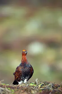 Scoticus: Red Grouse - Yorkshire Dales National Park