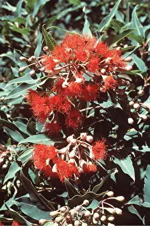Eucalyptus: RED GUM