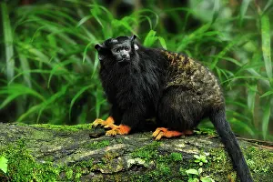 Handed: Red-handed Tamarin / Golden-handed Tamarin / Midas
