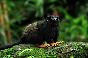 Handed: Red-handed Tamarin / Golden-handed Tamarin / Midas
