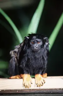 Plank: RED-HANDED TAMARIN - on wooden plank